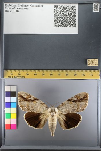 Media type: image;   Entomology 741302